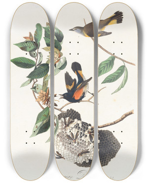 Triptych art skateboard deck of John James Audubon American Redstart by John James Audubon (1785-1851)