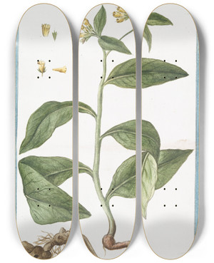 Triptych art skateboard deck of Giorgio Bonelli Symphytum Majus Tuberosa Radice Consolida Maggiore Le Grande Consoude Common Comfrey by Giorgio Bonelli (1742-1782)