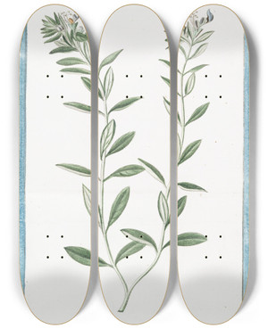 Triptych art skateboard deck of Giorgio Bonelli Teucrium Boeticum Teucrio Peregrino Wild Einkorn by Giorgio Bonelli (1742-1782)
