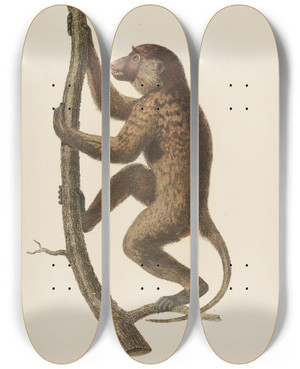 Triptych art skateboard deck of Jeanbaptiste Audebert Le Papion Varit A by Jean-Baptiste Audebert (1759-1800)