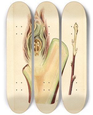 Triptych art skateboard deck of James Marion Shull Prunus Persica Elberta_1 by James Marion Shull (1872-1948)