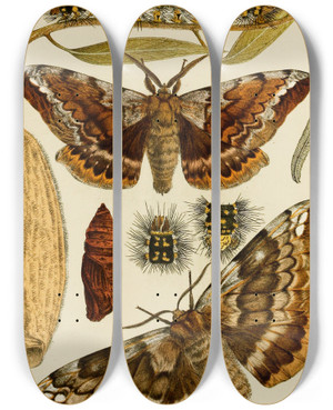 Triptych art skateboard deck of Frederick Mccoy Insects I by Frederick Mccoy (1817-1899)