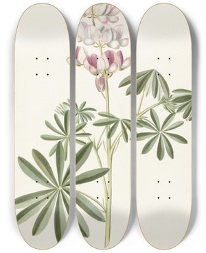 Triptych art skateboard deck of Alida Withoos Lupine by Alida Withoos (1662-1730)