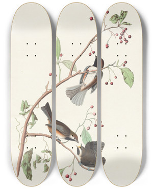 Triptych art skateboard deck of John James Audubon Canadian Titmouse by John James Audubon (1785-1851)