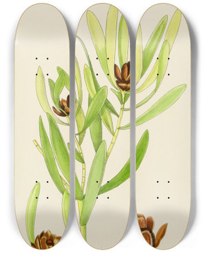 Triptych art skateboard deck of Illtyd Buller Poleevans Leucadendron Stokoei by Illtyd Buller Pole-Evans (1879-1968)