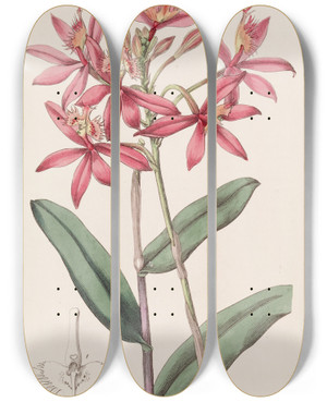 Triptych art skateboard deck of Sydenham Edwards Cinnabar Epidendrum by Sydenham Edwards (1768-1819)