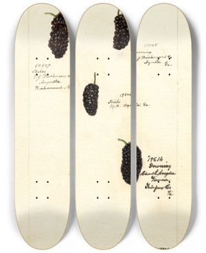 Triptych art skateboard deck of Deborah Griscom Passmore Rubus by Deborah Griscom Passmore (1840-1911)