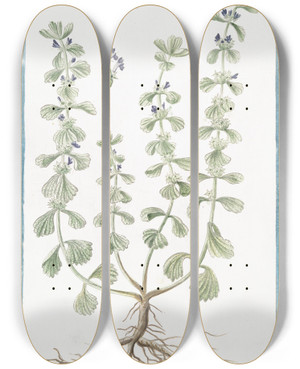 Triptych art skateboard deck of Giorgio Bonelli Marrubiastrum Vulgare Sideritis Alsines Trissaginis Folio Sideritis Marrubiastro Ironwort by Giorgio Bonelli (1742-1782)