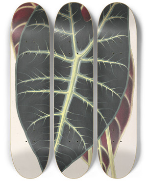 Triptych art skateboard deck of Charles Antoine Lemaire Caladium Lowii by Charles Antoine Lemaire (1800-1871)