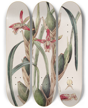 Triptych art skateboard deck of Sydenham Edwards Slenderleaved Maxillaria by Sydenham Edwards (1768-1819)
