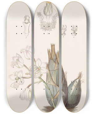 Triptych art skateboard deck of Sydenham Edwards Pinkflowered Clowesia by Sydenham Edwards (1768-1819)