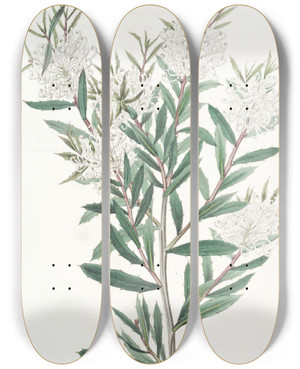 Triptych art skateboard deck of Sydenham Edwards Linearleaved Hakea by Sydenham Edwards (1768-1819)