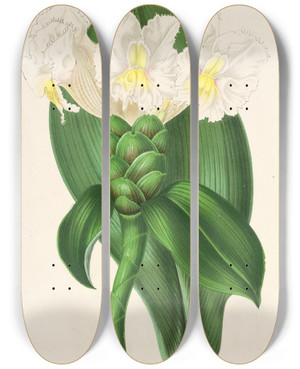 Triptych art skateboard deck of Charles Antoine Lemaire Costus Verschaffeltianus by Charles Antoine Lemaire (1800-1871)