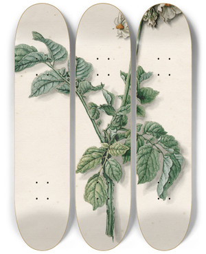 Triptych art skateboard deck of Barend Hendrik Thier Bloeiende Aardappelplant by Barend Hendrik Thier (1751-1814)