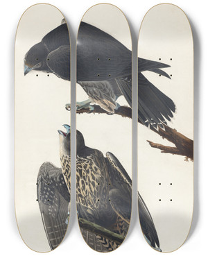 Triptych art skateboard deck of John James Audubon Labrador Falcon by John James Audubon (1785-1851)