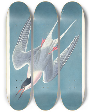 Triptych art skateboard deck of John James Audubon Roseate Tern by John James Audubon (1785-1851)