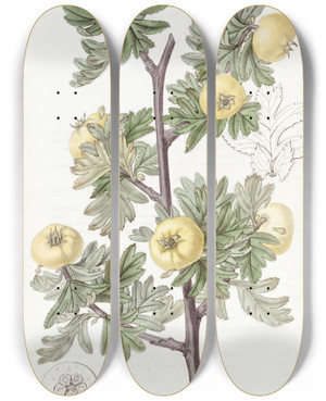 Triptych art skateboard deck of Sydenham Edwards Tansyleaved Hawthorn by Sydenham Edwards (1768-1819)