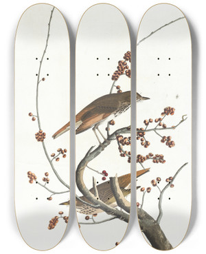 Triptych art skateboard deck of John James Audubon Hermit Thrush by John James Audubon (1785-1851)