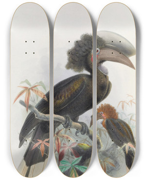 Triptych art skateboard deck of Daniel Giraud Elliot Sphagolobus Atratus by Daniel Giraud Elliot (1835-1915)