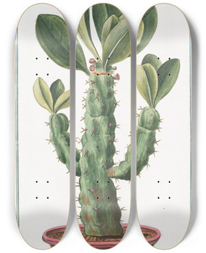 Triptych art skateboard deck of Giorgio Bonelli Tithymalus Aizooidesarborescens Caudce Angulari Spinosus Nerii Foliis Euphorbiospinosum Ample Nerii Folio Euforbio Euphorbe by Giorgio Bonelli (1742-1782)