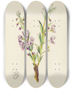 Triptych art skateboard deck of Illtyd Buller Poleevans Clerodendron Triphyllum by Illtyd Buller Pole-Evans (1879-1968)