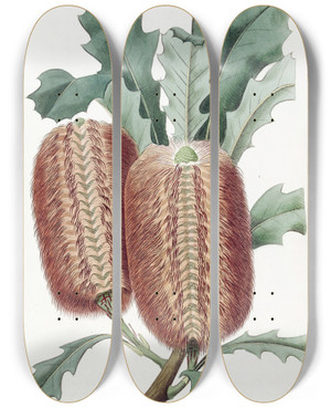 Triptych art skateboard deck of Sydenham Edwards Oakleaved Banksia by Sydenham Edwards (1768-1819)