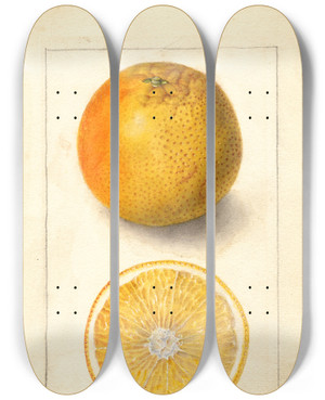 Triptych art skateboard deck of Deborah Griscom Passmore Citrus Sinensis Conners Seedling by Deborah Griscom Passmore (1840-1911)