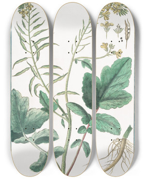 Triptych art skateboard deck of Giorgio Bonelli Sinapi Rapi Folio Sinapi Siliqua Latuscula Glabra Semine Rufo Sive Vulgare Senepa Maggiore Moutarde Mustard by Giorgio Bonelli (1742-1782)