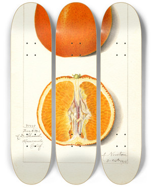 Triptych art skateboard deck of Amanda Almira Newton Citrus Sinensis_4 by Amanda Almira Newton (1860-1943)