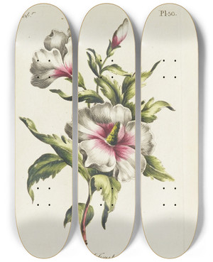 Triptych art skateboard deck of Carington Bowles Althaea Frutex by Carington Bowles (1724-1793)