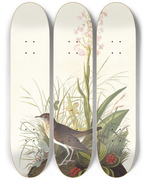 Triptych art skateboard deck of John James Audubon Tawny Thrush by John James Audubon (1785-1851)