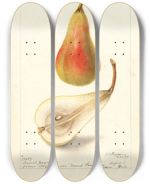 Triptych art skateboard deck of Deborah Griscom Passmore Pyrus Communis French Jargonelle by Deborah Griscom Passmore (1840-1911)