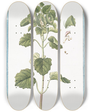 Triptych art skateboard deck of Giorgio Bonelli Molucca Levis Melissa Moluccana Odorata Melissa Moluccana by Giorgio Bonelli (1742-1782)