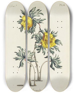 Triptych art skateboard deck of Carington Bowles Aconite by Carington Bowles (1724-1793)