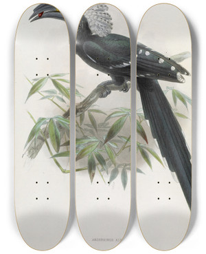 Triptych art skateboard deck of Daniel Giraud Elliot Anorrhinus Albocristatus by Daniel Giraud Elliot (1835-1915)