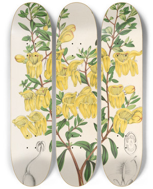 Triptych art skateboard deck of Charles Antoine Lemaire Lepidostemon Penstemonoides Penstemon Lobbii by Charles Antoine Lemaire (1800-1871)