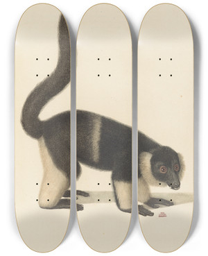 Triptych art skateboard deck of Jeanbaptiste Audebert Le Vari Varit A by Jean-Baptiste Audebert (1759-1800)