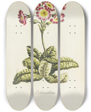 Triptych art skateboard deck of Carington Bowles Polianthos by Carington Bowles (1724-1793)