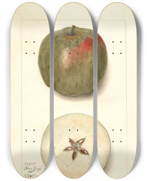 Triptych art skateboard deck of Amanda Almira Newton Malus Domestica Ben Cap by Amanda Almira Newton (1860-1943)