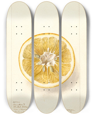 Triptych art skateboard deck of Deborah Griscom Passmore Citrus Paradisi Thornton No by Deborah Griscom Passmore (1840-1911)