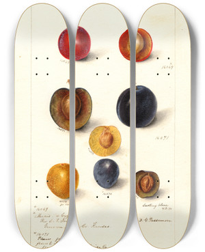 Triptych art skateboard deck of Deborah Griscom Passmore Prunus Domestica_1 by Deborah Griscom Passmore (1840-1911)