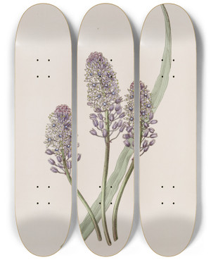 Triptych art skateboard deck of Sydenham Edwards Meadow Squill by Sydenham Edwards (1768-1819)