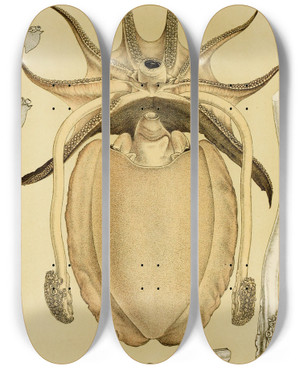 Triptych art skateboard deck of Frederick Mccoy Mollusca Iv by Frederick Mccoy (1817-1899)