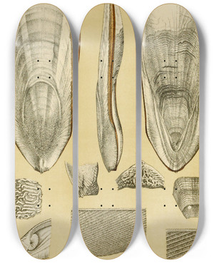 Triptych art skateboard deck of Frederick Mccoy Mollusca Iii by Frederick Mccoy (1817-1899)