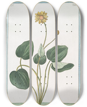 Triptych art skateboard deck of Giorgio Bonelli Populago Flore Pleno Calendola Acquatica Le Souci De Marais Marsh Marigold by Giorgio Bonelli (1742-1782)