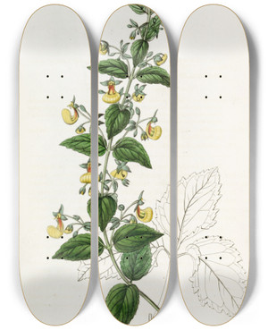 Triptych art skateboard deck of Sydenham Edwards Narrowflowered Calceolaria by Sydenham Edwards (1768-1819)