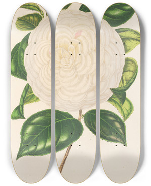 Triptych art skateboard deck of Charles Antoine Lemaire Camellia Dionisia Poniatowski by Charles Antoine Lemaire (1800-1871)