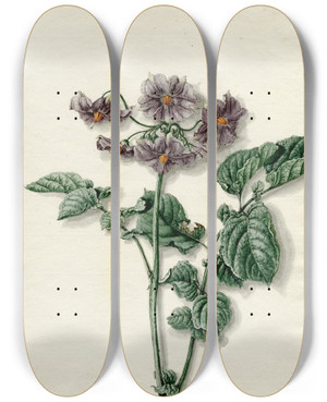 Triptych art skateboard deck of Barend Hendrik Thier Bloeiende Aardappel by Barend Hendrik Thier (1751-1814)