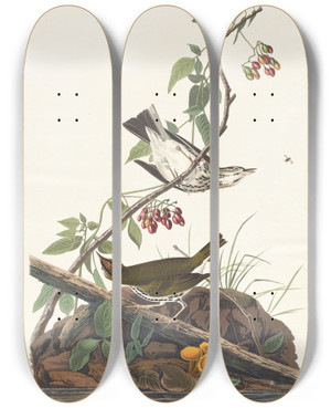 Triptych art skateboard deck of John James Audubon Goldencrowned Thrush by John James Audubon (1785-1851)