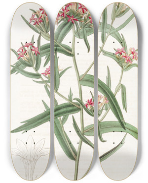 Triptych art skateboard deck of Sydenham Edwards Brickred Collomia by Sydenham Edwards (1768-1819)